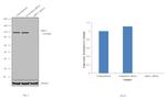 SIRT1 Antibody in Western Blot (WB)