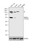 SMAD4 Antibody in Western Blot (WB)