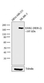 ErbB2 (HER-2) Antibody in Western Blot (WB)