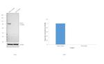 STAT3 Antibody