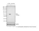 TNFRSF11B Antibody