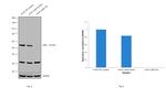 LKB1 Antibody