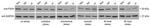 FA2H Antibody in Western Blot (WB)