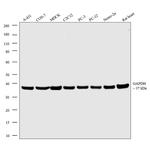 GAPDH Loading Control Antibody in Western Blot (WB)