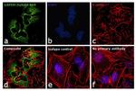 GAPDH Loading Control Antibody in Immunocytochemistry (ICC/IF)