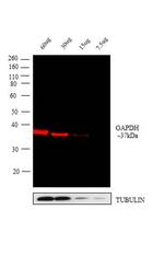 GAPDH Loading Control Antibody in Western Blot (WB)