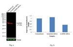 GAPDH Loading Control Antibody in Western Blot (WB)