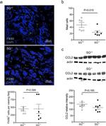 F4/80 Antibody in Immunohistochemistry (IHC)