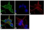 beta Actin Loading Control Antibody in Immunocytochemistry (ICC/IF)