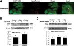 beta Actin Antibody in Western Blot (WB)