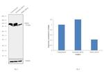 MSH2 Antibody in Western Blot (WB)