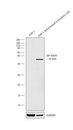 DC-SIGN Antibody in Western Blot (WB)