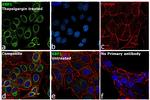 XBP1 Antibody in Immunocytochemistry (ICC/IF)