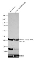 Alpha-Smooth Muscle Actin Antibody in Western Blot (WB)