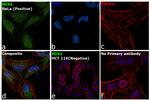 MEK6 Antibody in Immunocytochemistry (ICC/IF)