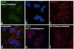 MEK6 Antibody in Immunocytochemistry (ICC/IF)