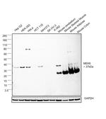 MEK6 Antibody in Western Blot (WB)