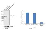 AMPK alpha-1 Antibody