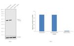 Beclin 1 Antibody