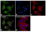 EEF2 Antibody in Immunocytochemistry (ICC/IF)