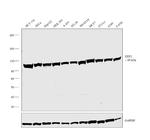 EEF2 Antibody in Western Blot (WB)