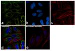 HSP60 Antibody in Immunocytochemistry (ICC/IF)