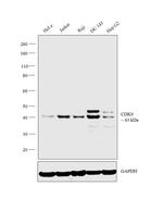 CDK9 Antibody in Western Blot (WB)