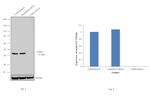 CDK9 Antibody in Western Blot (WB)