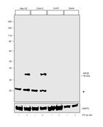 APOE Antibody in Western Blot (WB)