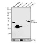 OTX2 Antibody in Western Blot (WB)