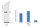 SMN1 Antibody