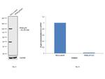 NFkB p50 Antibody in Western Blot (WB)