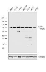 Ku80 Antibody in Western Blot (WB)