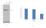 Ku80 Antibody in Western Blot (WB)