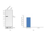 AIF Antibody in Western Blot (WB)