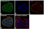 Cytokeratin 19 Antibody in Immunocytochemistry (ICC/IF)