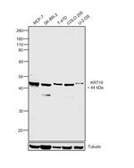 Cytokeratin 19 Antibody in Western Blot (WB)