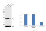 Cytokeratin 19 Antibody