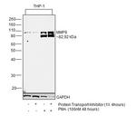 MMP9 Antibody