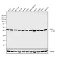 ERK1 Antibody in Western Blot (WB)