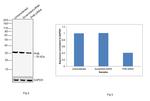 Prohibitin Antibody in Western Blot (WB)