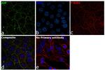 gamma Catenin Antibody in Immunocytochemistry (ICC/IF)