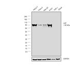 gamma Catenin Antibody in Western Blot (WB)