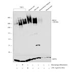 ABCA1 Antibody in Western Blot (WB)