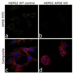 APOE Antibody in Immunocytochemistry (ICC/IF)