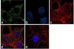 APOE Antibody in Immunocytochemistry (ICC/IF)