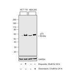 p73 Antibody in Western Blot (WB)