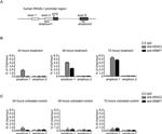 DNMT1 Antibody in ChIP Assay (ChIP)