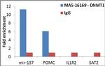 DNMT1 Antibody in ChIP Assay (ChIP)