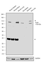 TLR4 Antibody in Western Blot (WB)